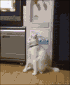 小猫 站立 白色 可爱