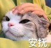 萌宠 猫星人 安抚 摸摸头 呆萌 可爱