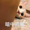萌宠 猫星人 暗中观察 开心 呆萌 可爱