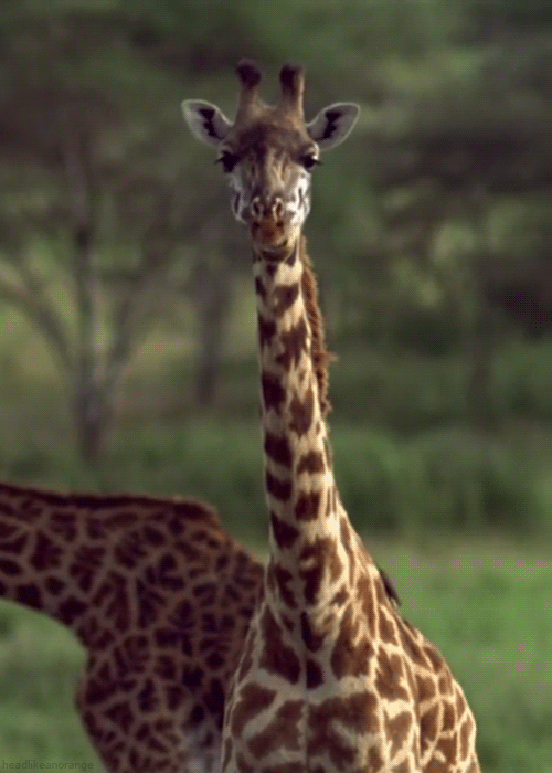 长颈鹿 吃 树林 看着你 无聊 giraffe