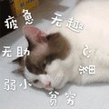 猫 弱小 无助