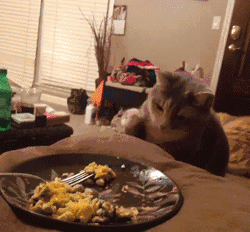 猫咪 偷吃 可爱 搞笑