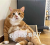 萌宠 喵星人 我都看呆了 我的天 憨憨 呆萌