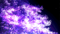 落花 花树 夜景 美图