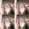 宠物 麻麻 都快 不要 搞笑 萌 gif 人宠间
