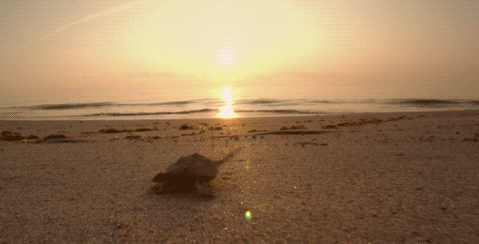 海底世界 海龟 我要回家 爬行 夕阳