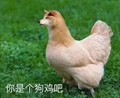 你是个狗鸡吧 搞笑 斗图 滑稽