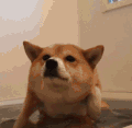 狗狗 游泳 狗刨 玩水