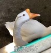 萌宠 大鹅 我美吗 优雅 呆萌 可爱