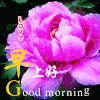 花朵 love goodmorning 早上好