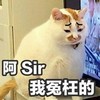 萌宠 猫星人 阿sir 我冤枉的 呆萌 可爱