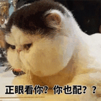 萌宠 猫咪 猫 正眼看你 你也配 拒绝