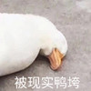 萌宠 小鸭子 现实 压垮 呆萌 逗