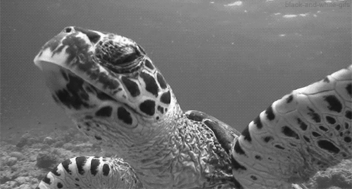 动物 爬行动物 海龟