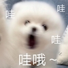 萌宠 汪星人 哇哦 惊讶 搞怪 逗