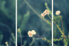 风景 野花 微风 摇曳
