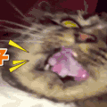 喵星人 猫咪 可爱 萌宠