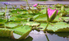 荷花 莲蓬 湖水 雨滴