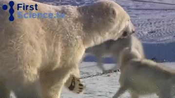 哈士奇 Siberian husky 二哈 北极熊 跨越种族 友谊