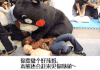 熊本熊 救人 演示 可爱