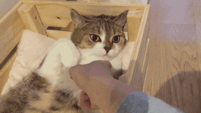 萌宠 猫咪 摸手 不让摸
