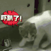 吓趴了 三次元 喵星人 猫 三次元 惊吓