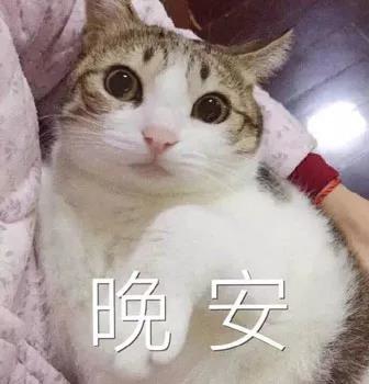 萌宠猫咪猫晚安晚安猫gif动图_动态图_表情包下载_soo