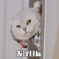 萌宠 喵星人 发现目标 偷看 呆萌 搞怪