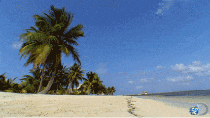 蓝天 椰子树 沙滩 海边