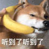 萌宠 汪星人 听到了 知道了 呆萌 可爱