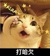 打哈欠 猫咪 搞笑 可爱