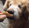 好吃 狗狗 可爱 萌宠 汪星人