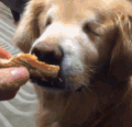 好吃 狗狗 可爱 萌宠 汪星人