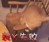橘猫 装逼失败
