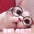 萌宠 猫咪 猫 喵星人 谁啊 咋的了 蒙圈