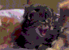 猫咪 可爱 萌宠 喵星人