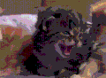 猫咪 可爱 萌宠 喵星人