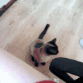 猫咪 美食 可爱 瞪眼