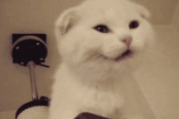 猫咪 可爱 萌宠 喵星人