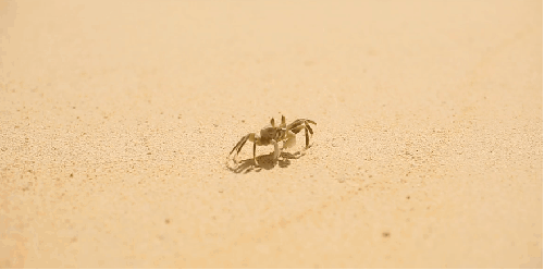 Paul&Wex 塞舌尔群岛 沙滩 纪录片 螃蟹 风景