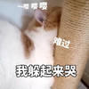 萌宠 喵星人 难过 我躲起来哭 憨憨 委屈