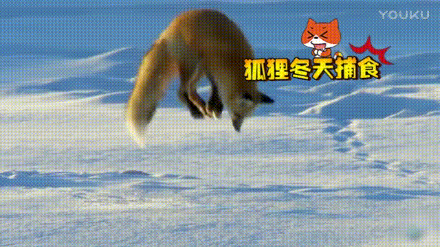 狐狸 雪地 冬天捕食 长尾巴