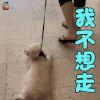 萌宠 狗 我不走 搞怪 soogif soogif出品