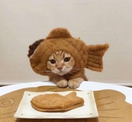 萌宠 日料 可爱 猫星人 逗