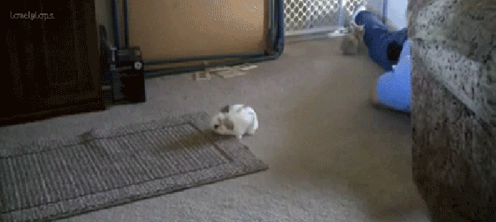 动物 可爱 跳高 小兔子