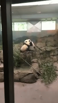 熊猫 国宝 推下 大熊猫