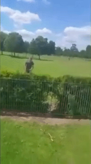 藍天 白云 草地 大樹