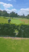 蓝天 白云 草地 大树