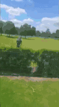 蓝天 白云 草地 大树