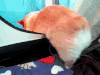 柯基 屁股 小短腿 蠢萌 corgi